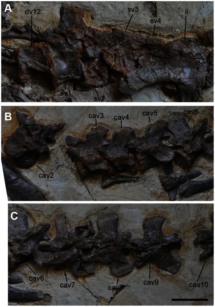 Figure 7