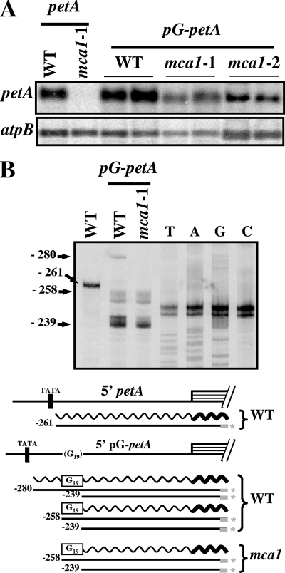 FIG. 5.