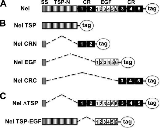 FIGURE 1.