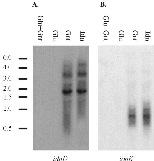 FIG. 4.