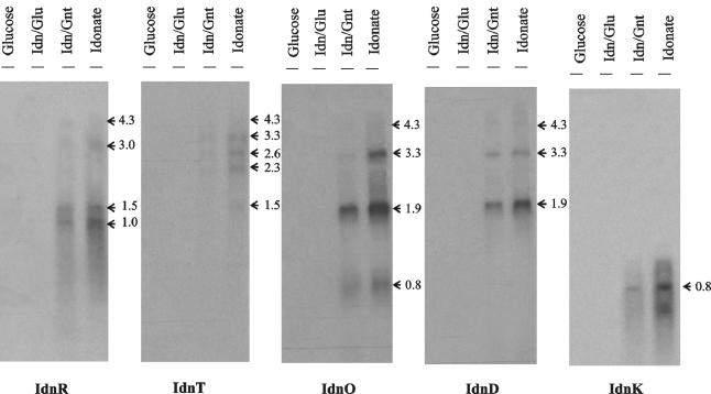 FIG. 2.