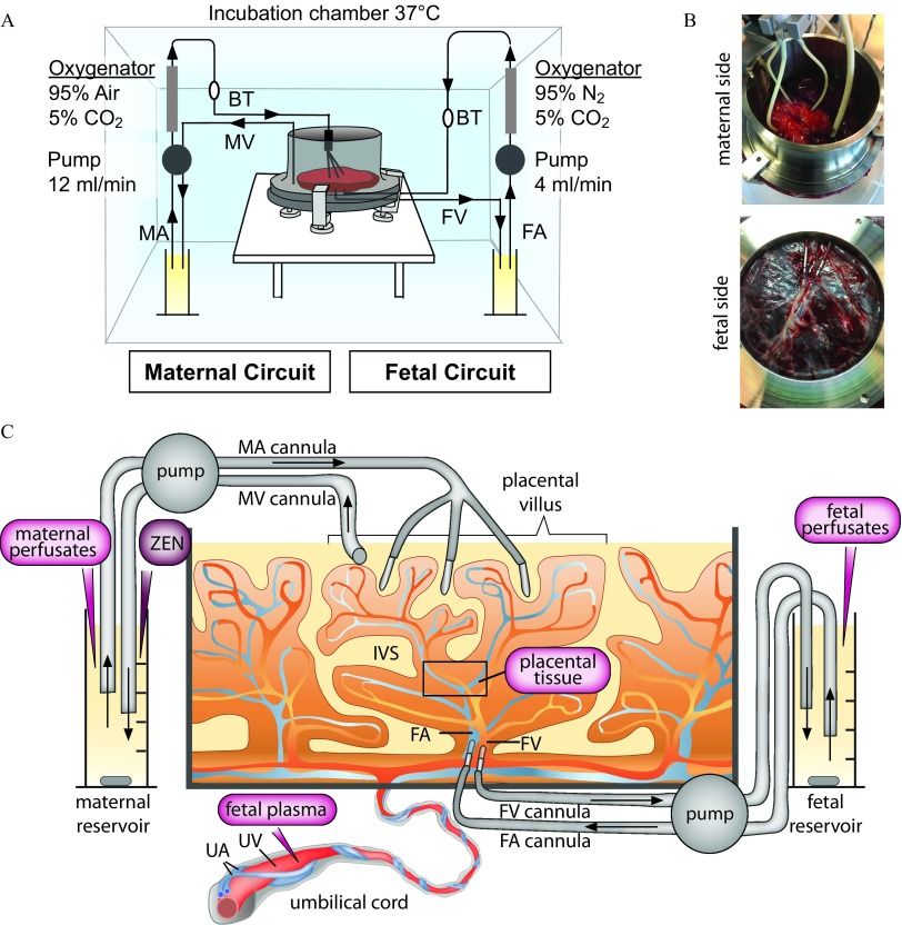 Figure 1A is a conceptual diagram of an incubation chamber at 37°C. Following parts are labeled: oxygenator on the left (95 percent air, 5 percent C O sub 2); oxygenator on the right (95 percent N sub 2, 5 percent C O sub 2); pump on the left (12 milliliters per minute); and pump on the right (4 milliliters per minute). Figure 1B displays the photographs of the perfusion chamber containing the placental tissue from maternal and fetal side. Figure 1C is a conceptual diagram of the cannulation of the maternal and the fetal side with the following labelings: maternal reservoir; maternal perfusates; ZEN; pump (MA cannula and MV cannula); fetal reservoir; fetal perfusates; pump (FV cannula and FA cannula); placental villus; IVS; placental tissue; umbilical cord; fetal plasma; U V and UA.