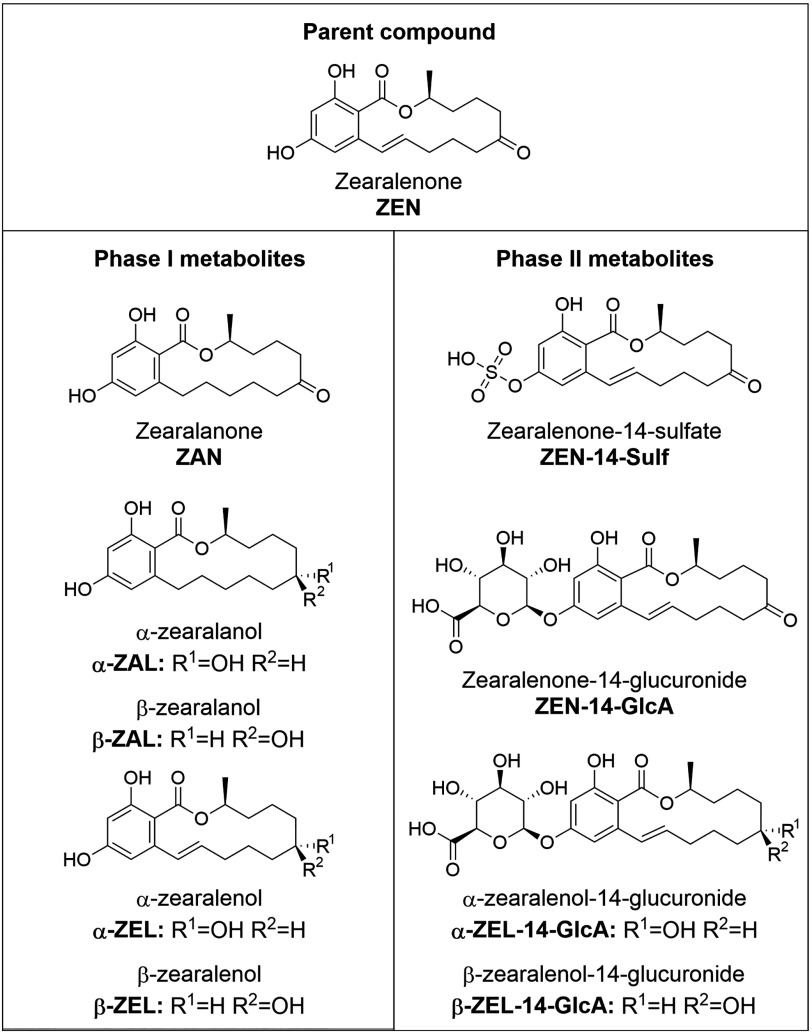 Figure 2 is a breakdown of chemical compounds. The parent compound (zearalenone ZEN) breaks down into phase 1 metabolites and phase 2 metabolites. Phase 1 metabolites include zearalanone (ZAN), alpha and beta zearalanone (alpha and beta ZAL) and alpha and beta zearalenone (alpha and beta ZEL). Phase 2 metabolites include zearalanone-14-sulfate (ZEN-14-Sulf), zearalenone-14 glucuronide (ZEN-14-GlcA), alpha and beta zearalenol-14-glucuronide (alpha and beta ZEN-14-GlcA).