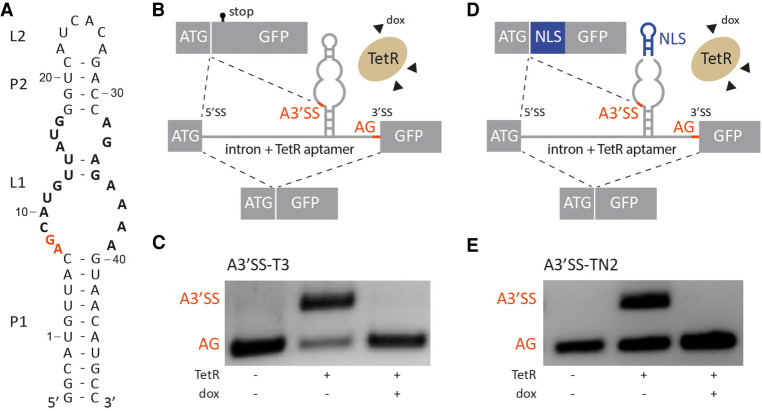 FIGURE 1.