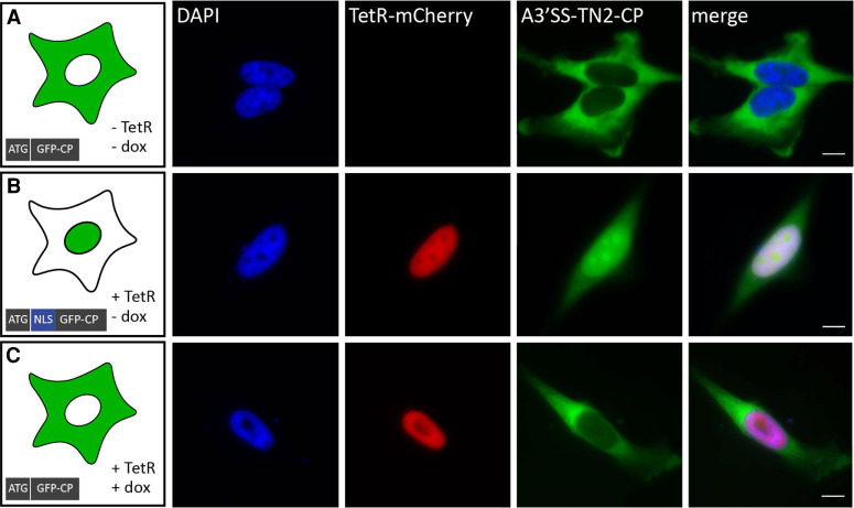 FIGURE 3.