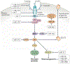 Fig. 2 |