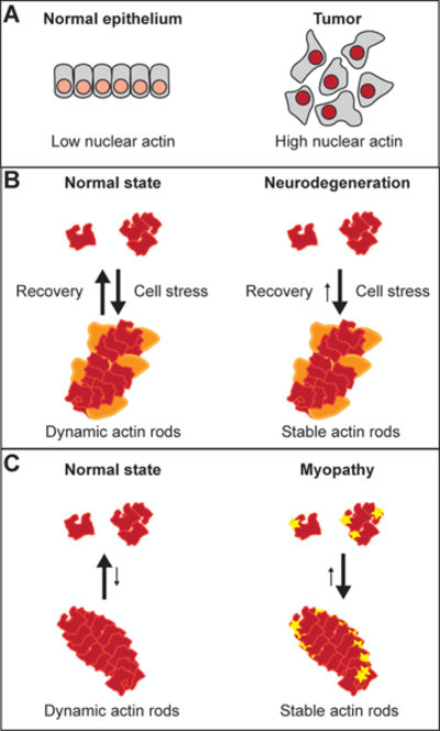 Figure 4: