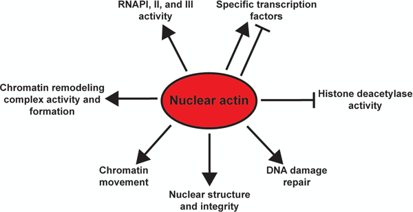 Figure 2: