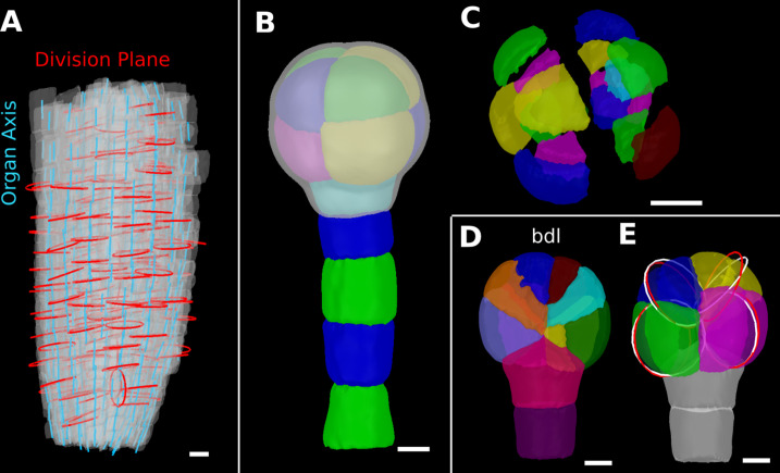 Figure 8—figure supplement 1.