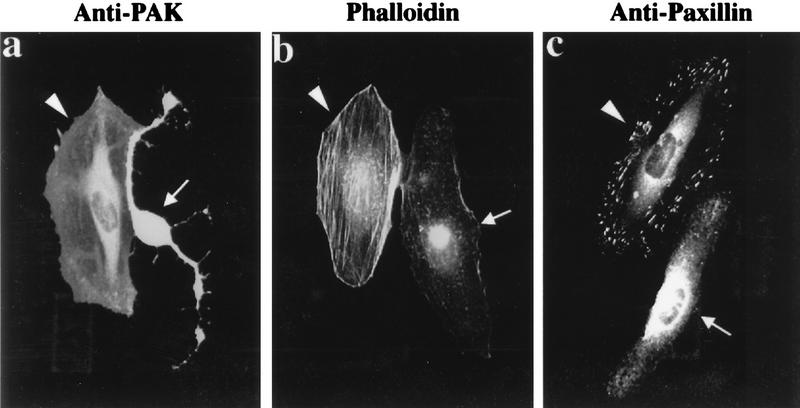 FIG. 7