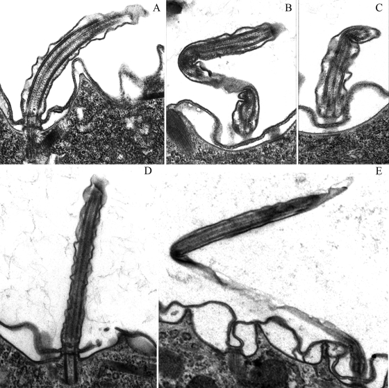 Fig. 8.