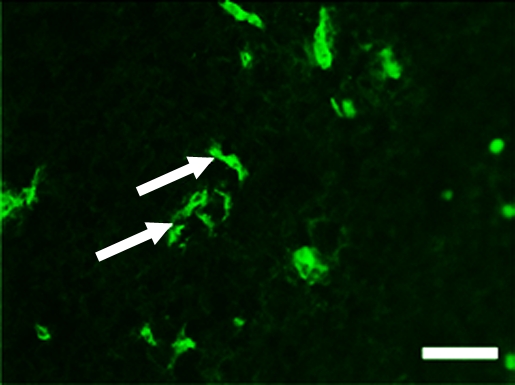 Figure 5a: