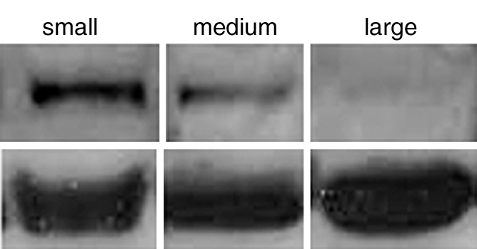 Figure 4d: