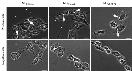 Figure 2: