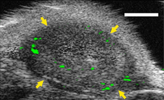 Figure 4c: