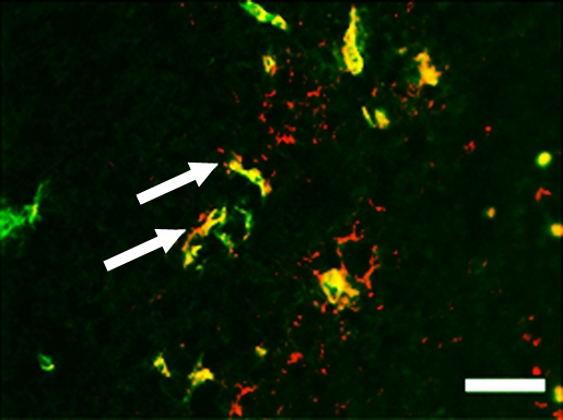 Figure 5c: