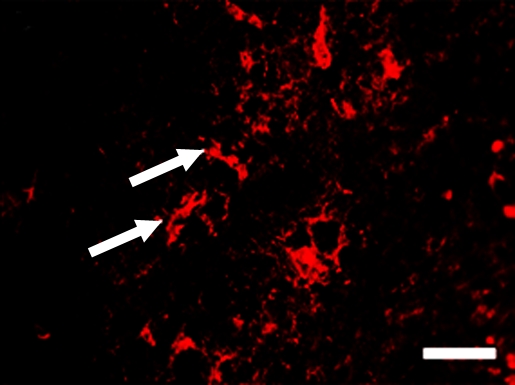 Figure 5b: