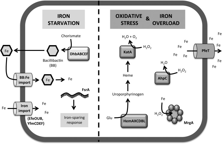 FIG. 1.