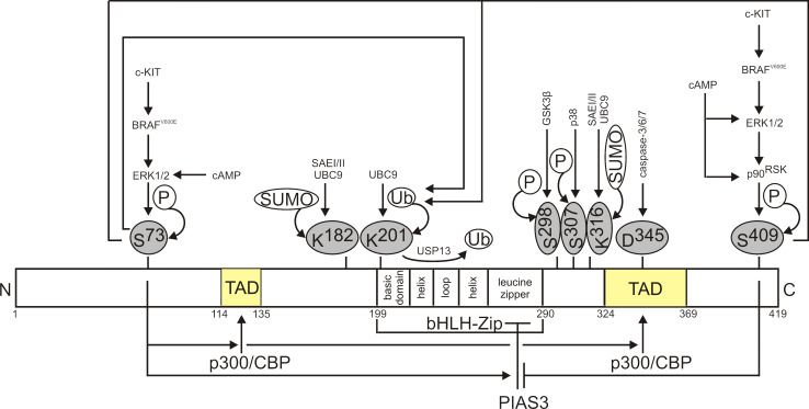 Fig. 2