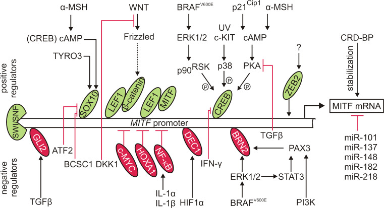 Fig. 1