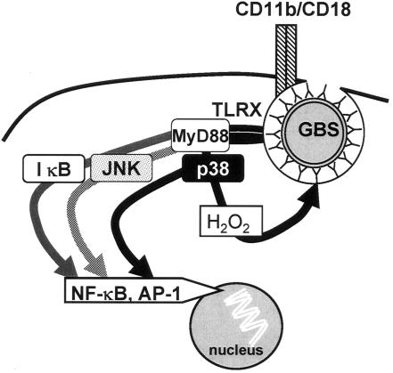 FIG. 1.