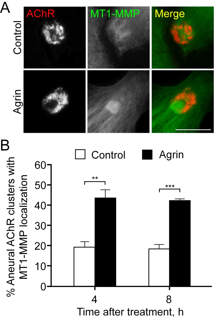 Figure 7—figure supplement 2.