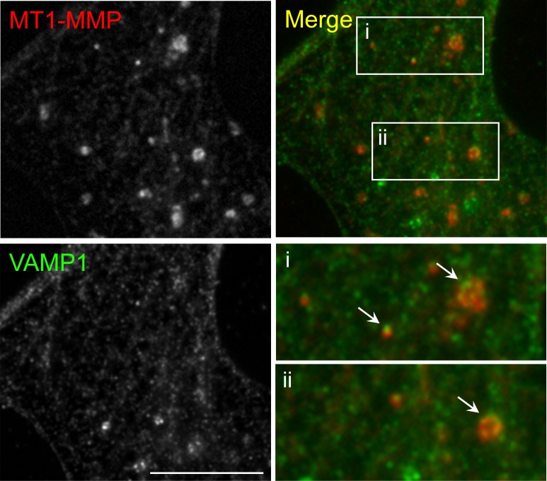 Figure 5—figure supplement 1.