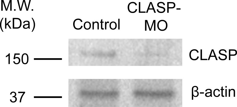 Figure 4—figure supplement 2.