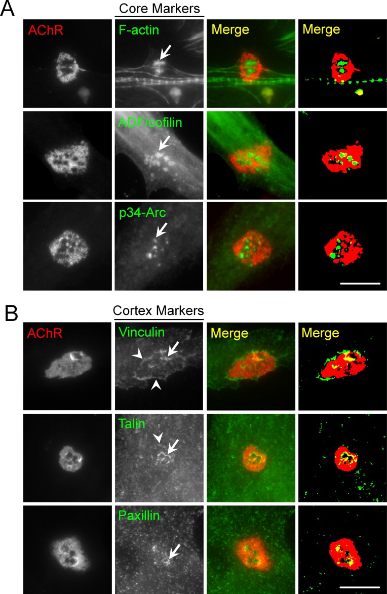 Figure 1—figure supplement 2.