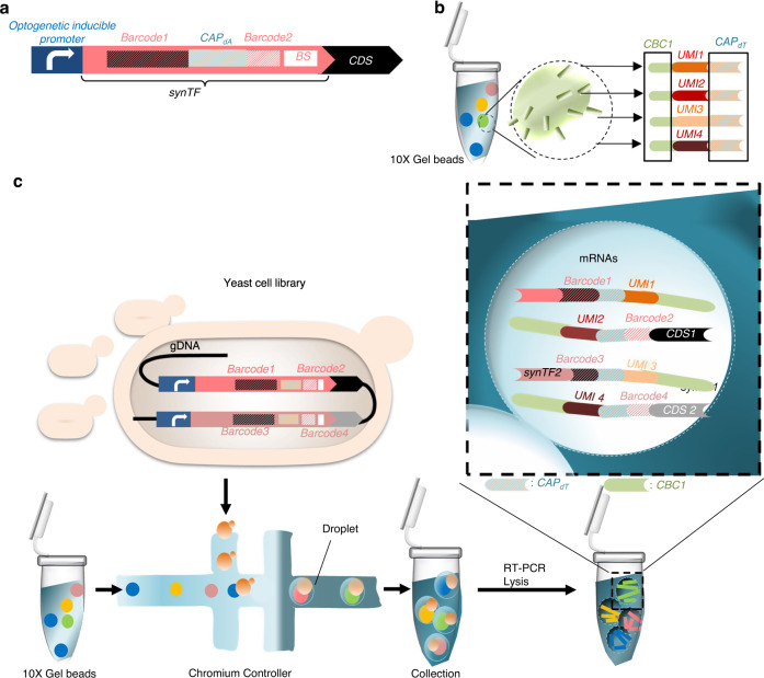 Box 1 Schematic of gDNA capture during RNA-seq of a combinatorial library