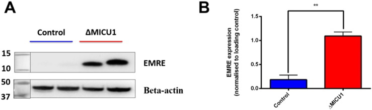 Fig. 5