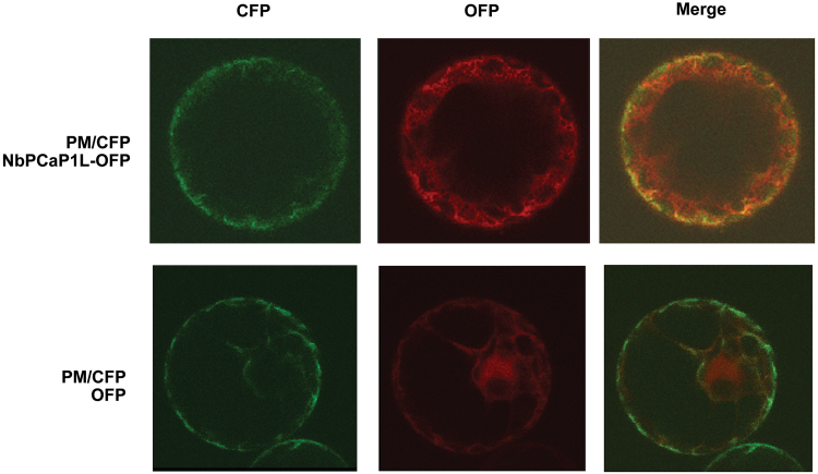 Fig. 3.