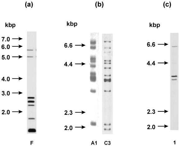 FIG. 3.