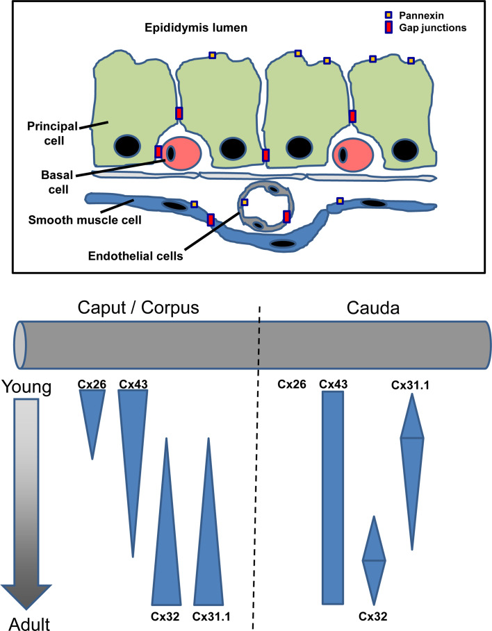 Fig. 2