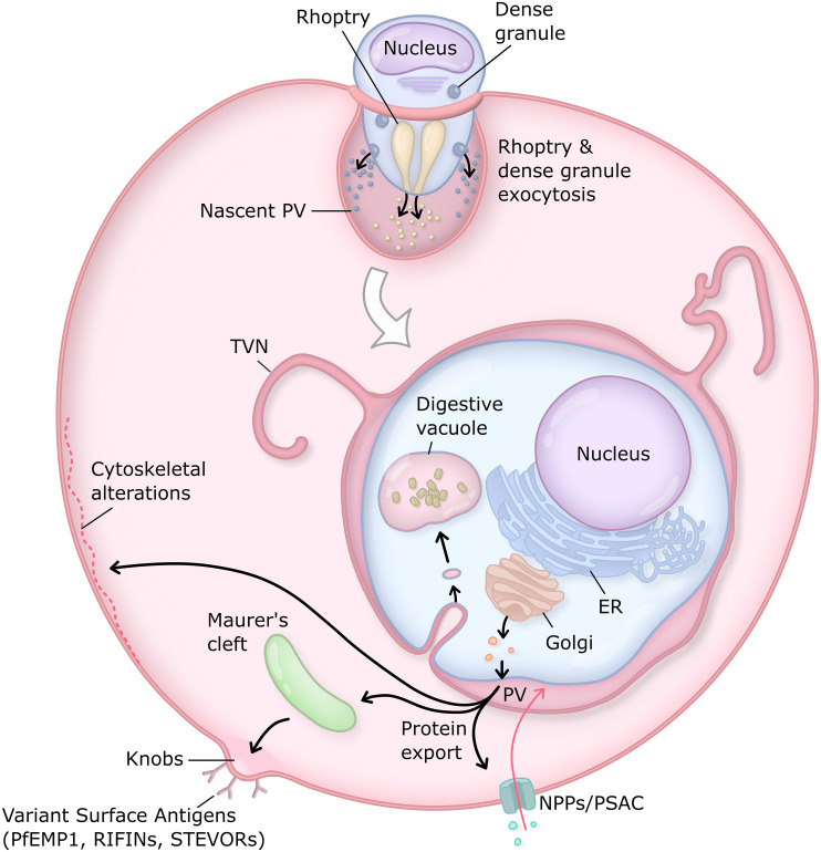 Fig 1