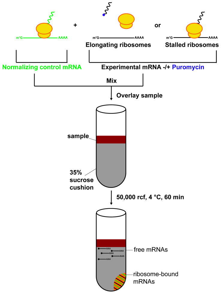 graphic file with name BioProtoc-13-16-4744-ga001.jpg