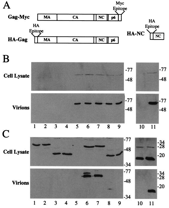 FIG. 7