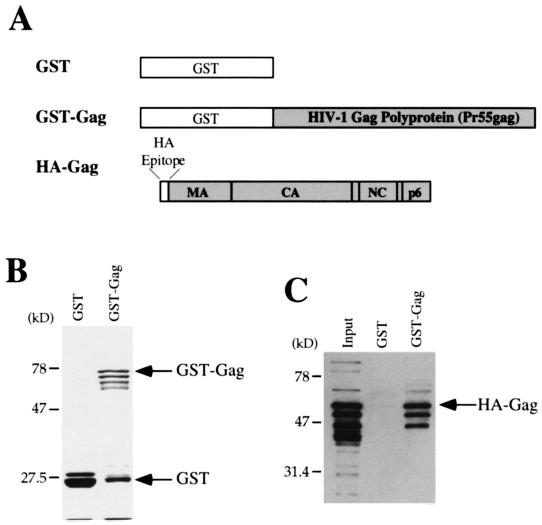 FIG. 1