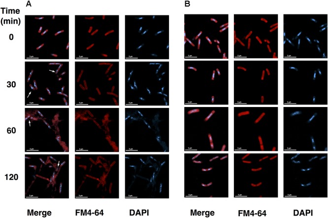 FIGURE 4