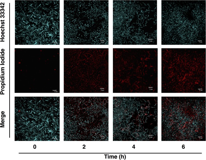 FIGURE 3