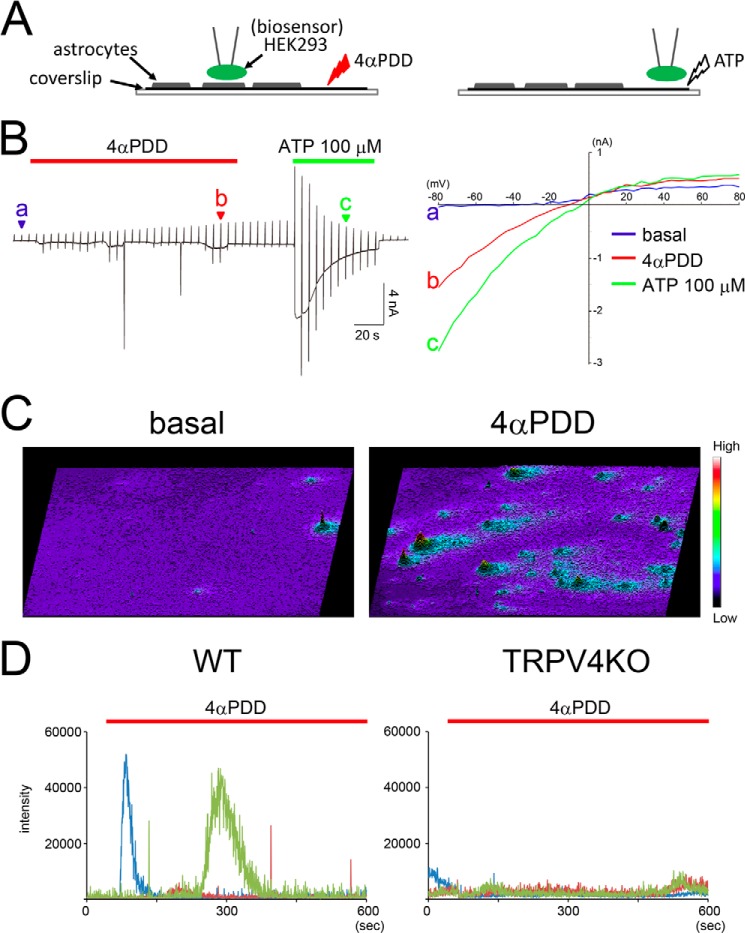 FIGURE 4.