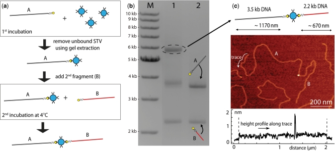 Figure 1.