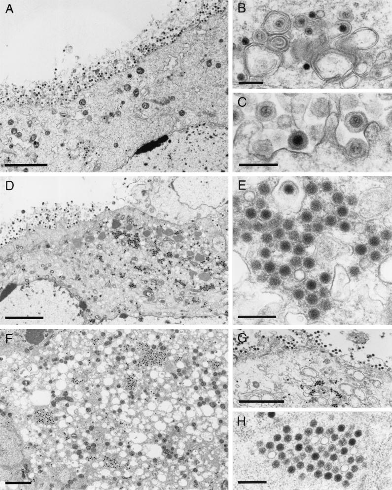 FIG. 6.