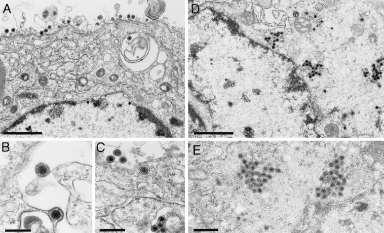 FIG. 7.