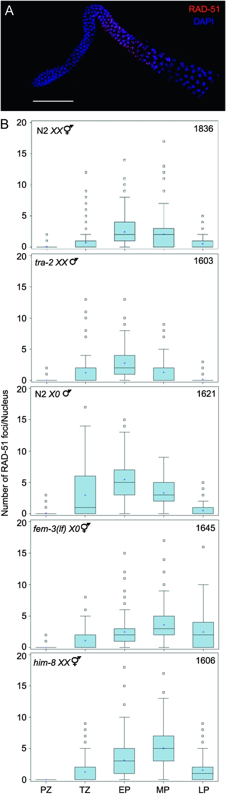 Figure 4.—