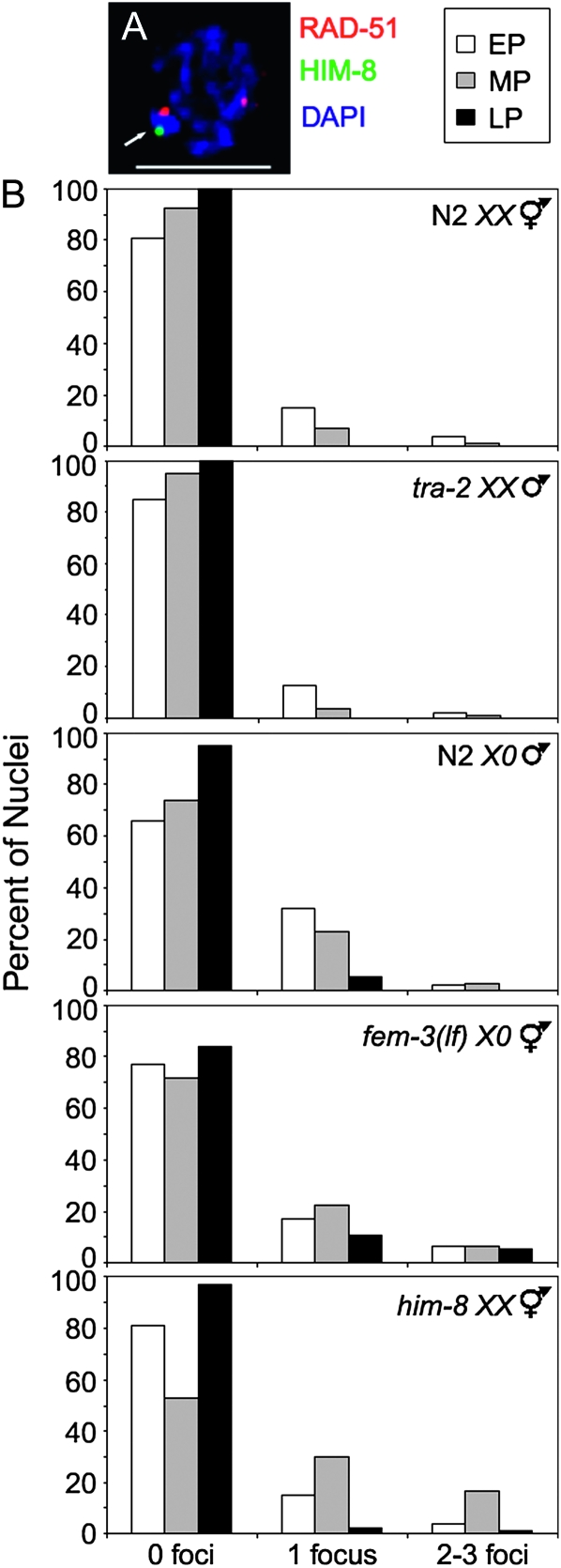 Figure 3.—