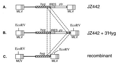 FIG. 1