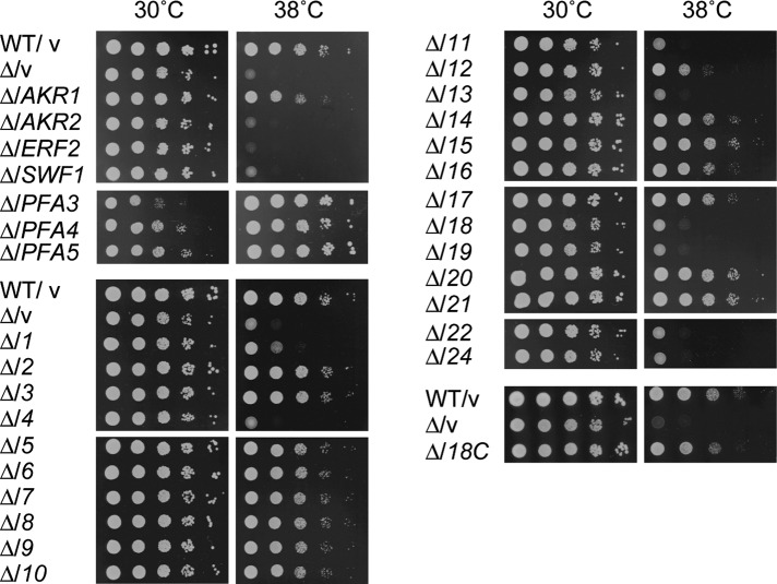 FIGURE 2: