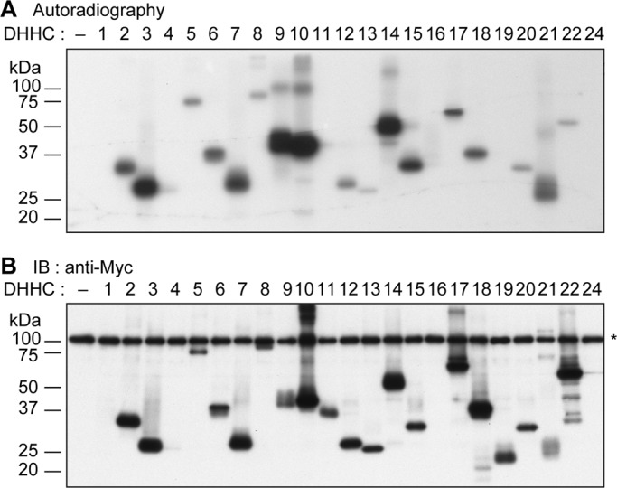 FIGURE 1: