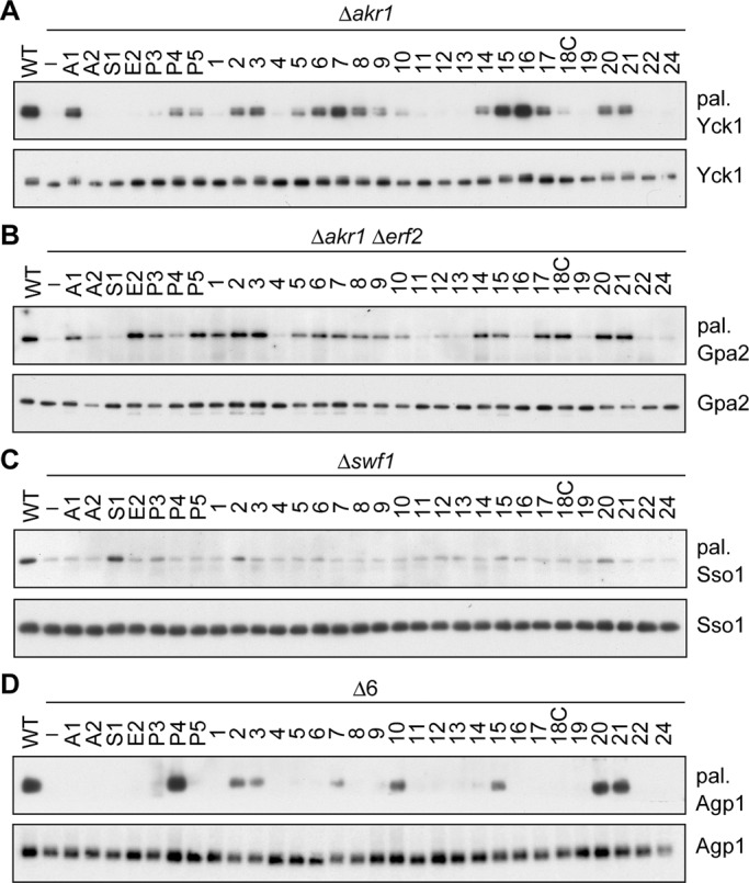 FIGURE 4: